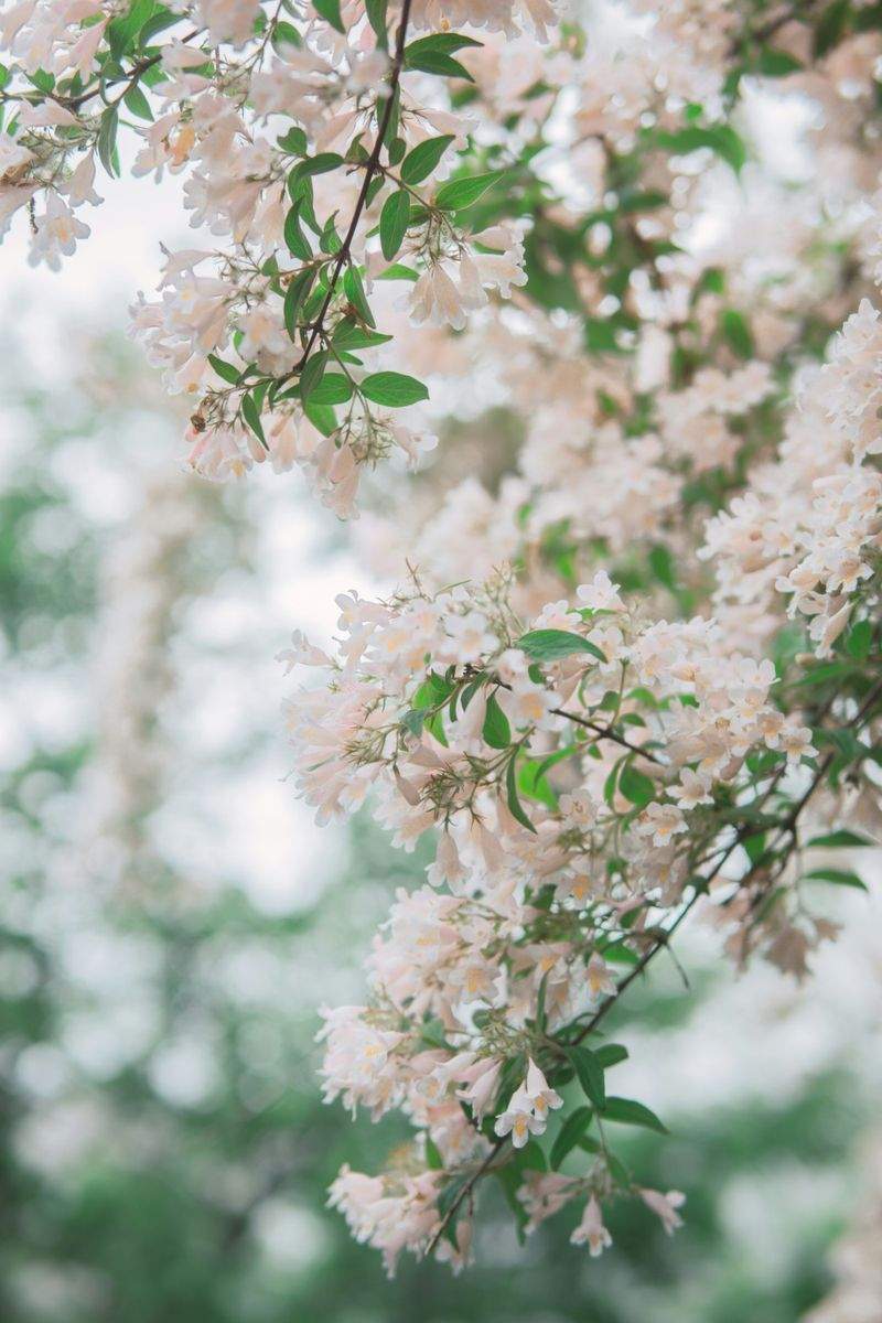 Maple Grove Gardenworks 11