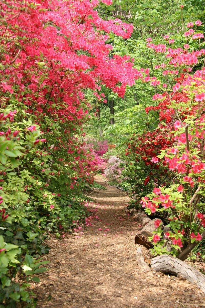 Maple Grove Gardenworks 2