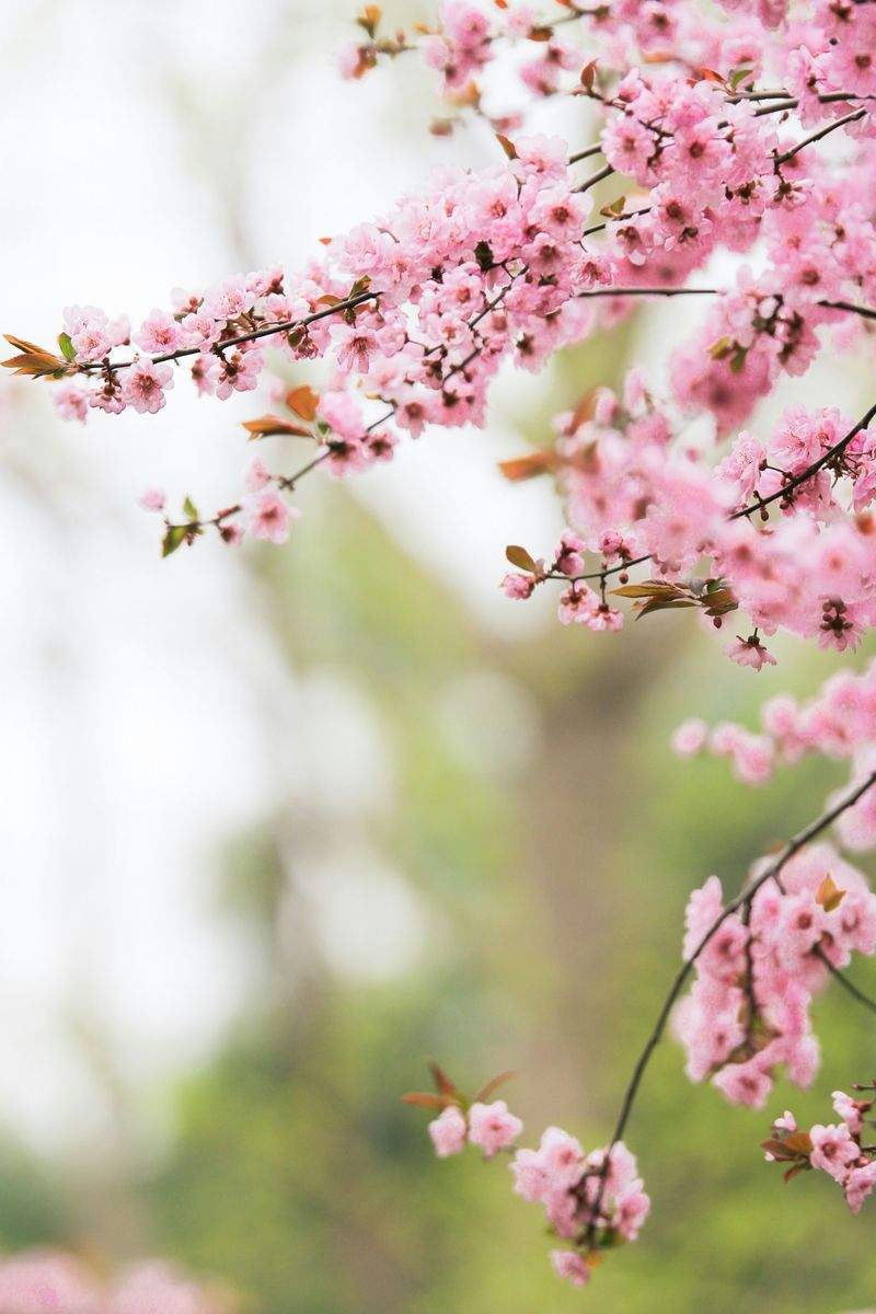 Maple Grove Gardenworks 8