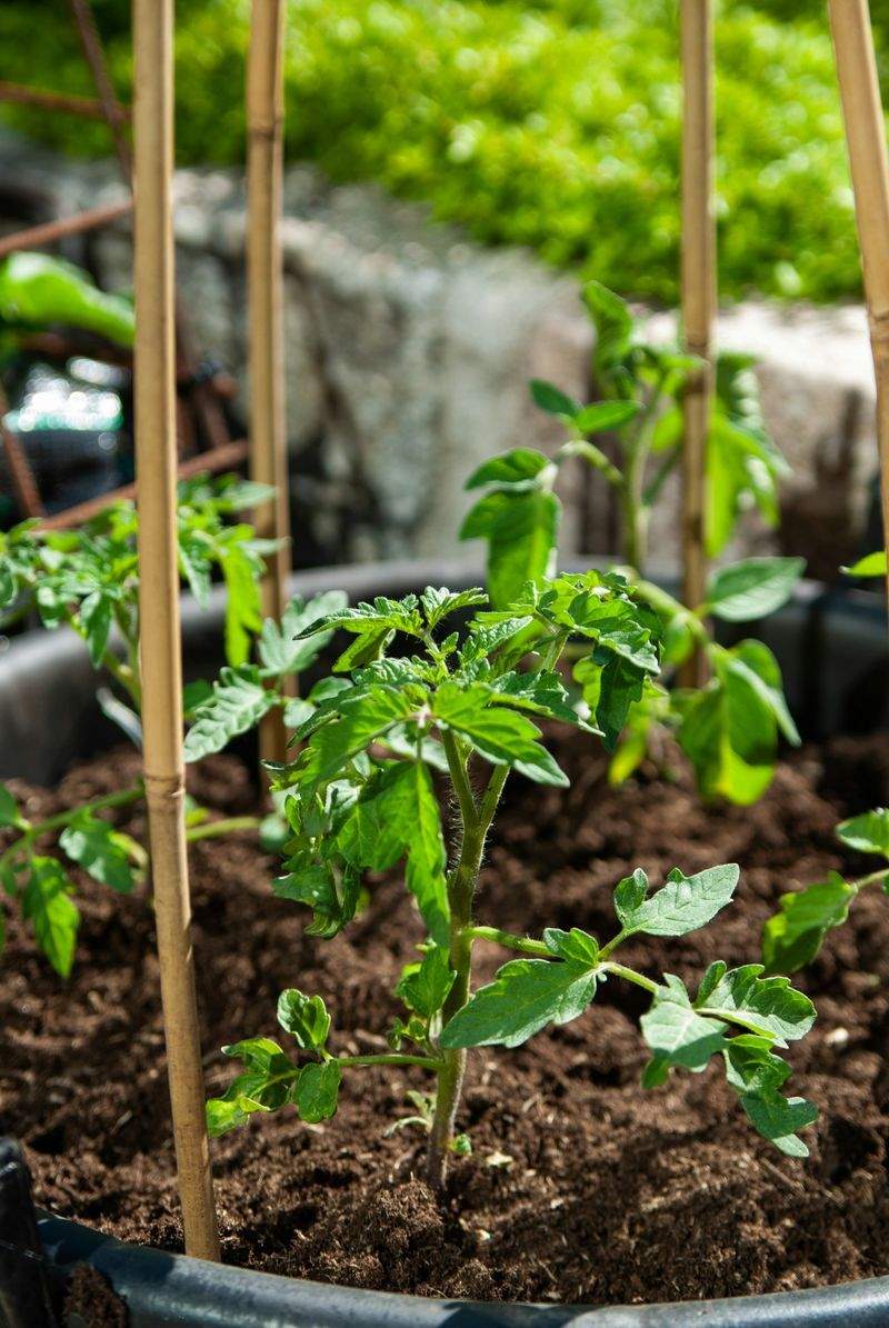 Planting and garden bed design